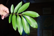<strong>Sapindaceae - Cossinia pinnata - Comm. ex Lam.</strong><br />© Sarrailh Jean-Michel / CIRAD