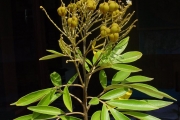 <strong>Sapindaceae - Cossinia pinnata - Comm. ex Lam.</strong><br />© Sarrailh Jean-Michel / CIRAD
