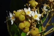 <strong>Sapindaceae - Cossinia pinnata - Comm. ex Lam.</strong><br />© Sarrailh Jean-Michel / CIRAD