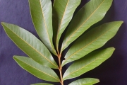 <strong>Sapindaceae - Cossinia pinnata - Comm. ex Lam.</strong><br />© Sarrailh Jean-Michel / CIRAD
