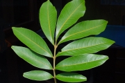 <strong>Sapindaceae - Cossinia pinnata - Comm. ex Lam.</strong><br />© Sarrailh Jean-Michel / CIRAD