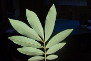<strong>Sapindaceae - Cossinia pinnata - Comm. ex Lam.</strong><br />© Sarrailh Jean-Michel / CIRAD
