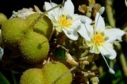 <strong>Sapindaceae - Cossinia pinnata - Comm. ex Lam.</strong><br />© Sarrailh Jean-Michel / CIRAD