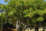 <strong>Sapindaceae - Cossinia pinnata - Comm. ex Lam.</strong><br />© Sarrailh Jean-Michel / CIRAD