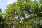 <strong>Sapindaceae - Cossinia pinnata - Comm. ex Lam.</strong><br />© Sarrailh Jean-Michel / CIRAD