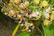 <strong>Sapindaceae - Cossinia pinnata - Comm. ex Lam.</strong><br />© Sarrailh Jean-Michel / CIRAD