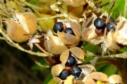 <strong>Sapindaceae - Cossinia pinnata - Comm. ex Lam.</strong><br />© Sarrailh Jean-Michel / CIRAD