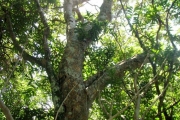 <strong>Sapindaceae - Cossinia pinnata - Comm. ex Lam.</strong><br />© 