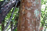 <strong>Sapindaceae - Cossinia pinnata - Comm. ex Lam.</strong><br />© Sarrailh Jean-Michel / CIRAD