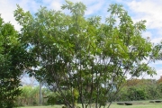 <strong>Sapindaceae - Cossinia pinnata - Comm. ex Lam.</strong><br />© Sarrailh Jean-Michel / CIRAD