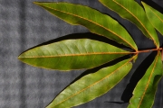 <strong>Sapindaceae - Cossinia pinnata - Comm. ex Lam.</strong><br />© Sarrailh Jean-Michel / CIRAD