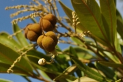 <strong>Sapindaceae - Cossinia pinnata - Comm. ex Lam.</strong><br />© Sarrailh Jean-Michel / CIRAD