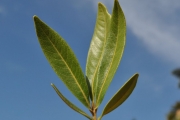 <strong>Sapindaceae - Cossinia pinnata - Comm. ex Lam.</strong><br />© Sarrailh Jean-Michel / CIRAD