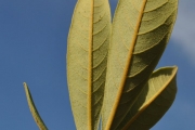 <strong>Sapindaceae - Cossinia pinnata - Comm. ex Lam.</strong><br />© Sarrailh Jean-Michel / CIRAD