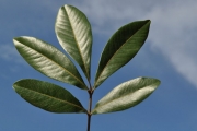 <strong>Sapindaceae - Cossinia pinnata - Comm. ex Lam.</strong><br />© Sarrailh Jean-Michel / CIRAD