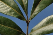 <strong>Sapindaceae - Cossinia pinnata - Comm. ex Lam.</strong><br />© Sarrailh Jean-Michel / CIRAD