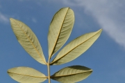 <strong>Sapindaceae - Cossinia pinnata - Comm. ex Lam.</strong><br />© Sarrailh Jean-Michel / CIRAD