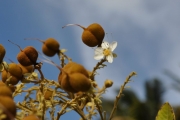 <strong>Sapindaceae - Cossinia pinnata - Comm. ex Lam.</strong><br />© Sarrailh Jean-Michel / CIRAD