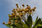 <strong>Sapindaceae - Cossinia pinnata - Comm. ex Lam.</strong><br />© Sarrailh Jean-Michel / CIRAD