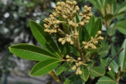 <strong>Sapindaceae - Cossinia pinnata - Comm. ex Lam.</strong><br />© Sarrailh Jean-Michel / CIRAD