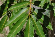 <strong>Sapindaceae - Cossinia pinnata - Comm. ex Lam.</strong><br />© Sarrailh Jean-Michel / CIRAD