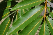 <strong>Sapindaceae - Cossinia pinnata - Comm. ex Lam.</strong><br />© Sarrailh Jean-Michel / CIRAD