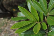 <strong>Sapindaceae - Cossinia pinnata - Comm. ex Lam.</strong><br />© Sarrailh Jean-Michel / CIRAD