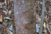 <strong>Sapindaceae - Cossinia pinnata - Comm. ex Lam.</strong><br />© Sarrailh Jean-Michel / CIRAD