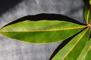 <strong>Sapindaceae - Cossinia pinnata - Comm. ex Lam.</strong><br />© Sarrailh Jean-Michel / CIRAD