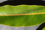 <strong>Sapindaceae - Cossinia pinnata - Comm. ex Lam.</strong><br />© Sarrailh Jean-Michel / CIRAD