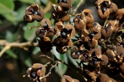 <strong>Sapindaceae - Cossinia pinnata - Comm. ex Lam.</strong><br />© Sarrailh Jean-Michel / CIRAD
