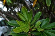 <strong>Sapindaceae - Cossinia pinnata - Comm. ex Lam.</strong><br />© Sarrailh Jean-Michel / CIRAD