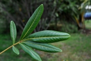 <strong>Sapindaceae - Cossinia pinnata - Comm. ex Lam.</strong><br />© Sarrailh Jean-Michel / CIRAD