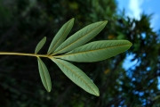 <strong>Sapindaceae - Cossinia pinnata - Comm. ex Lam.</strong><br />© Sarrailh Jean-Michel / CIRAD