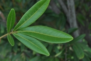 <strong>Sapindaceae - Cossinia pinnata - Comm. ex Lam.</strong><br />© Sarrailh Jean-Michel / CIRAD