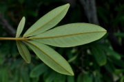 <strong>Sapindaceae - Cossinia pinnata - Comm. ex Lam.</strong><br />© Sarrailh Jean-Michel / CIRAD