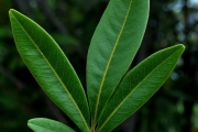<strong>Sapindaceae - Cossinia pinnata - Comm. ex Lam.</strong><br />© Sarrailh Jean-Michel / CIRAD