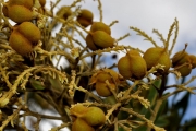 <strong>Sapindaceae - Cossinia pinnata - Comm. ex Lam.</strong><br />© Sarrailh Jean-Michel / CIRAD