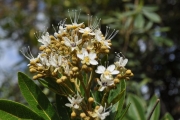 <strong>Sapindaceae - Cossinia pinnata - Comm. ex Lam.</strong><br />© Sarrailh Jean-Michel / CIRAD