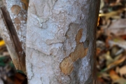 <strong>Sapindaceae - Cossinia pinnata - Comm. ex Lam.</strong><br />© Sarrailh Jean-Michel / CIRAD