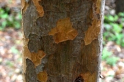 <strong>Sapindaceae - Cossinia pinnata - Comm. ex Lam.</strong><br />© Sarrailh Jean-Michel / CIRAD