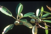 <strong>Sapotaceae - Labourdonnaisia calophylloides - Bojer</strong><br />© Sarrailh Jean-Michel / CIRAD