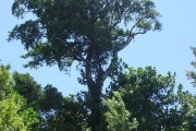 <strong>Sapotaceae - Labourdonnaisia calophylloides - Bojer</strong><br />© Sarrailh Jean-Michel / CIRAD