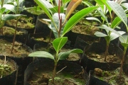 <strong>Sapotaceae - Labourdonnaisia calophylloides - Bojer</strong><br />© Sarrailh Jean-Michel / CIRAD