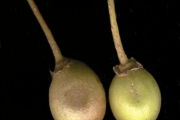<strong>Sapotaceae - Labourdonnaisia calophylloides - Bojer</strong><br />© Sarrailh Jean-Michel / CIRAD