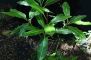<strong>Sapotaceae - Labourdonnaisia calophylloides - Bojer</strong><br />© Sarrailh Jean-Michel / CIRAD