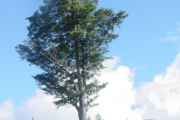 <strong>Sapotaceae - Labourdonnaisia calophylloides - Bojer</strong><br />© Sarrailh Jean-Michel / CIRAD