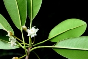 <strong>Sapotaceae - Labourdonnaisia calophylloides - Bojer</strong><br />© Sarrailh Jean-Michel / CIRAD