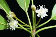 <strong>Sapotaceae - Labourdonnaisia calophylloides - Bojer</strong><br />© Sarrailh Jean-Michel / CIRAD