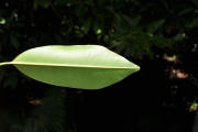 <strong>Sapotaceae - Labourdonnaisia calophylloides - Bojer</strong><br />© Sarrailh Jean-Michel / CIRAD